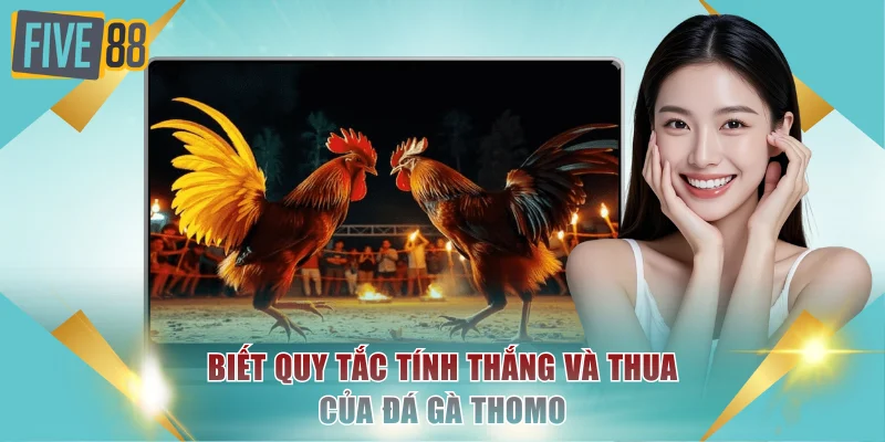 Đá Gà Thomo Xem Live Hôm Nay Nhận Thưởng Ngay Tại FIVE88 3 Biết quy tắc tính thắng và thua của đá gà Thomo