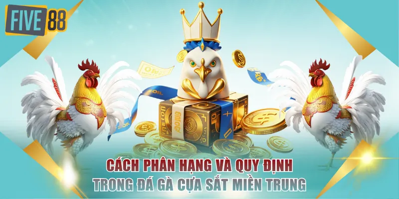 Cách phân hạng và quy định trong đá gà cựa sắt miền Trung