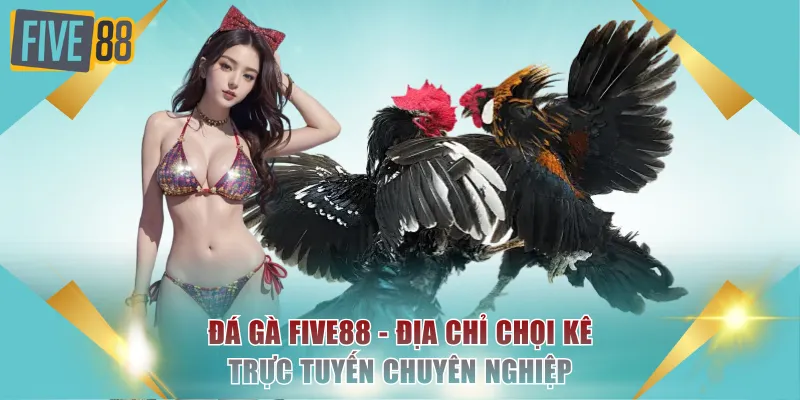 Đá Gà FIVE88 - Địa Chỉ Chọi Kê Trực Tuyến Chuyên Nghiệp