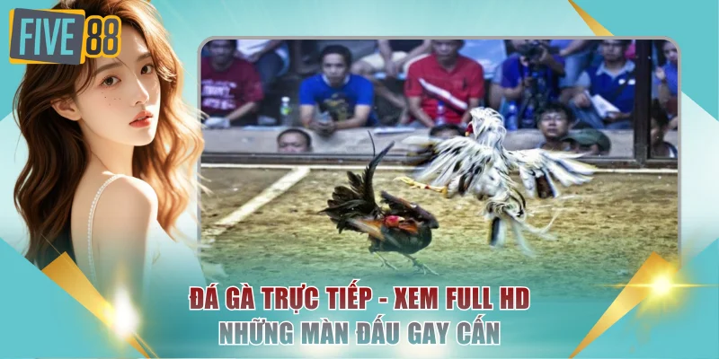 Đá gà trực tiếp