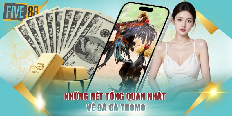 Đá Gà Thomo Xem Live Hôm Nay Nhận Thưởng Ngay Tại FIVE88 2 Những nét tổng quan cơ bản nhất về đá gà Thomo