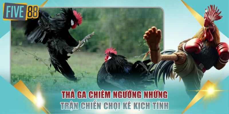 Thả ga chiêm ngưỡng những trận chiến chọi kê kịch tính